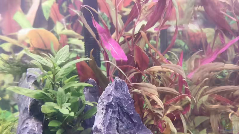 Pflanzen im Aquarium MEDUZA - Paradise von Borisson (7)