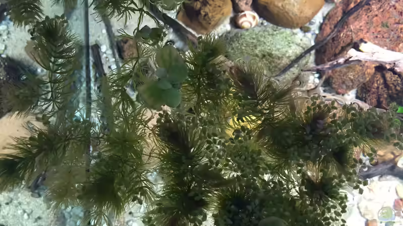 Pflanzen im Aquarium Meeki Aquarium (aufgelöst) von Lutten81 (10)
