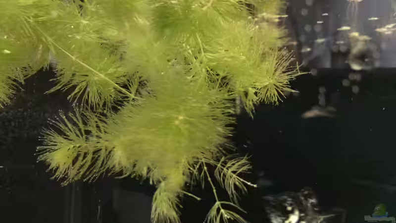 Pflanzen im Aquarium Meeki Aquarium (aufgelöst) von Lutten81 (11)