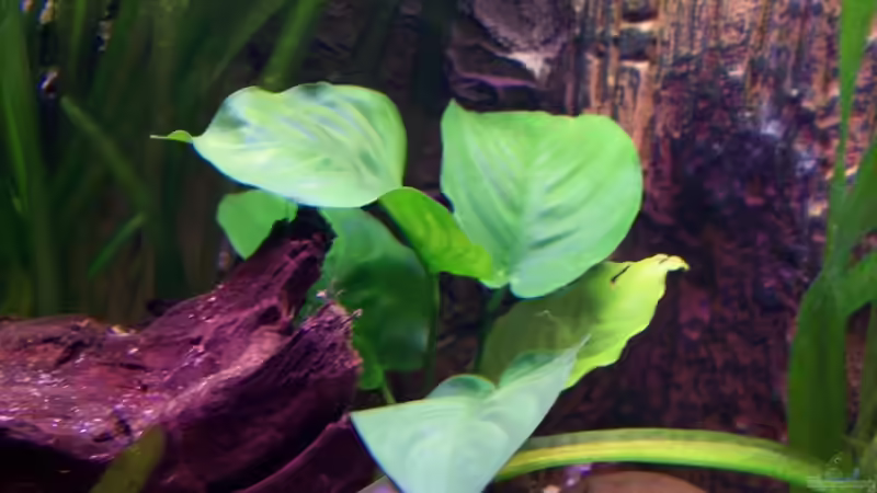 Pflanzen im Aquarium Meeki-Heim von Meeki (13)