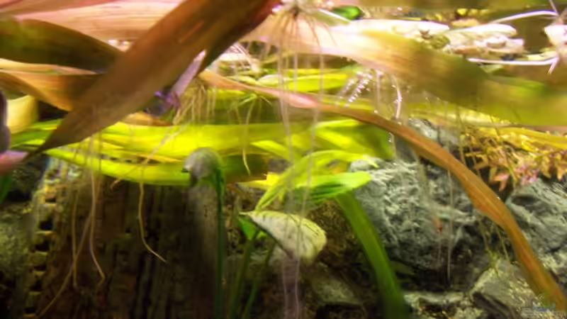 Pflanzen im Aquarium Meeki-Heim von Meeki (15)