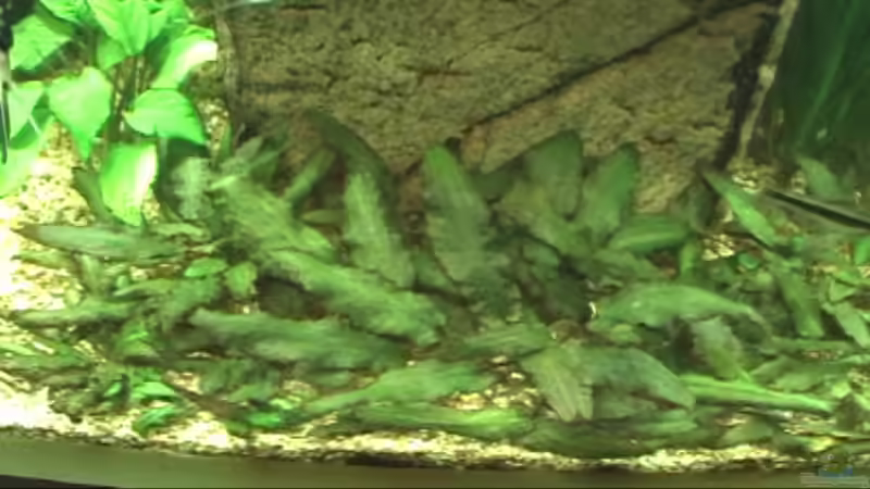 Pflanzen im Aquarium Meerwasseer Achteckbecken als Raumteiler von Wallenstein (2)