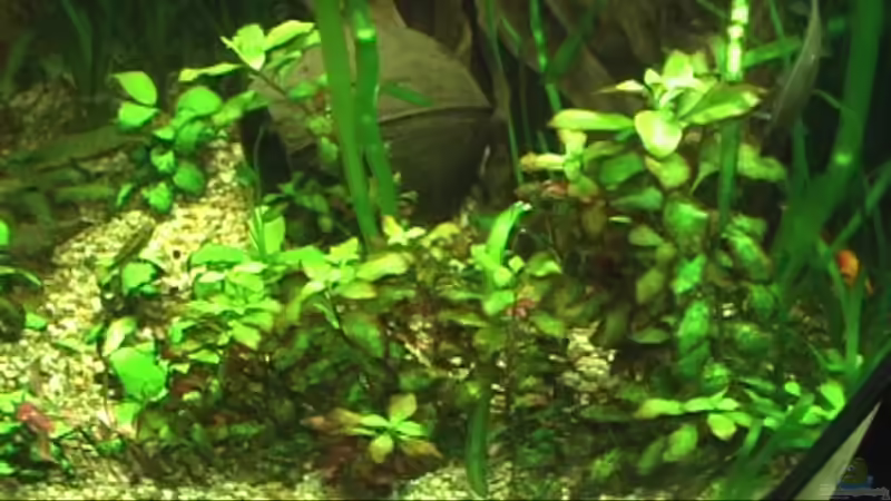 Pflanzen im Aquarium Meerwasseer Achteckbecken als Raumteiler von Wallenstein (3)