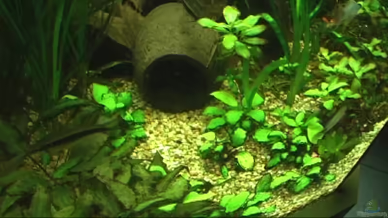 Pflanzen im Aquarium Meerwasseer Achteckbecken als Raumteiler von Wallenstein (4)