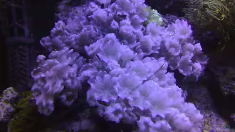 Pflanzen im Aquarium Meerwasser 180l von -Nico- (10)