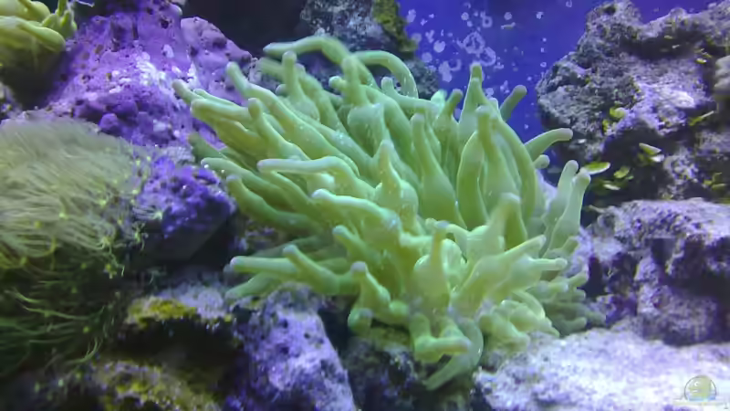 Pflanzen im Aquarium Meerwasser 180l von -Nico- (12)