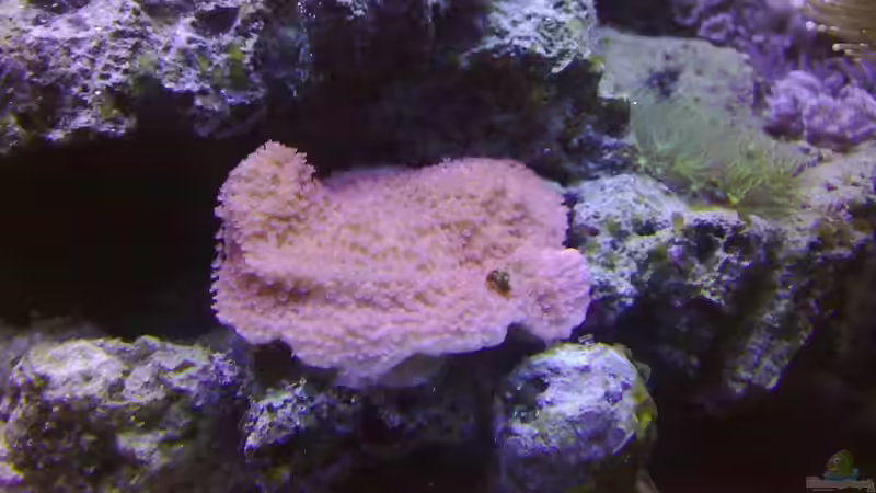 Pflanzen im Aquarium Meerwasser 180l von -Nico- (9)