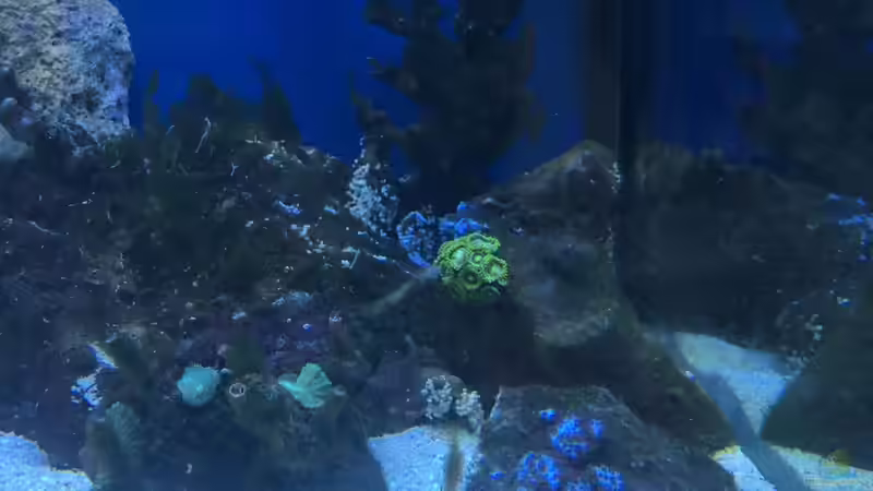 Pflanzen im Aquarium Meerwasser die zweite von Peter Tippmar (2)