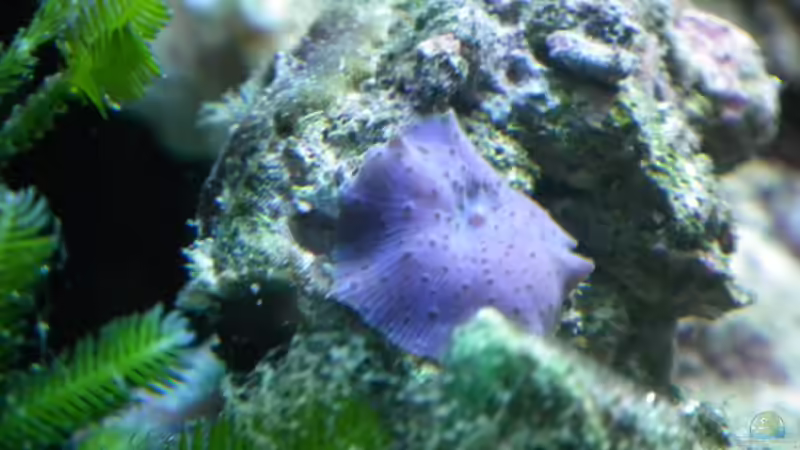 Pflanzen im Aquarium Meerwasser Es geht los!! von Peter Tippmar (29)