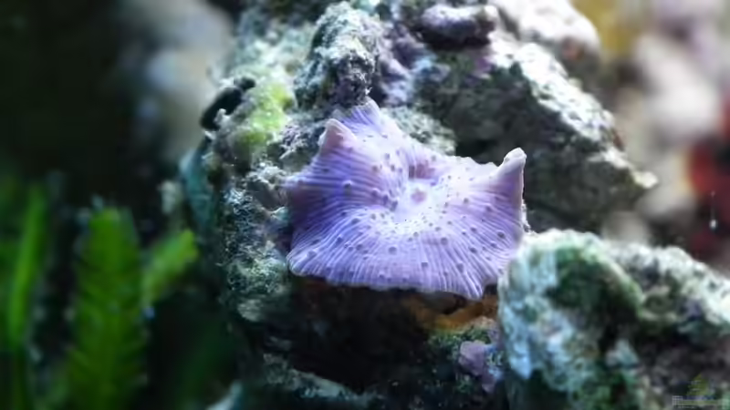 Pflanzen im Aquarium Meerwasser Es geht los!! von Peter Tippmar (31)