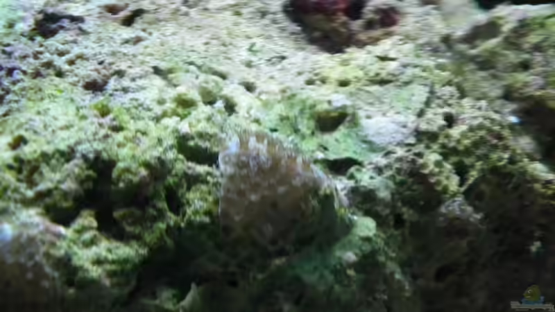 Pflanzen im Aquarium Meerwasser Es geht los!! von Peter Tippmar (32)