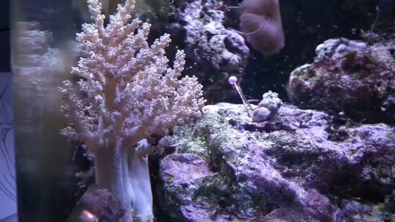 Pflanzen im Aquarium Meerwasser Es geht los!! von Peter Tippmar (35)