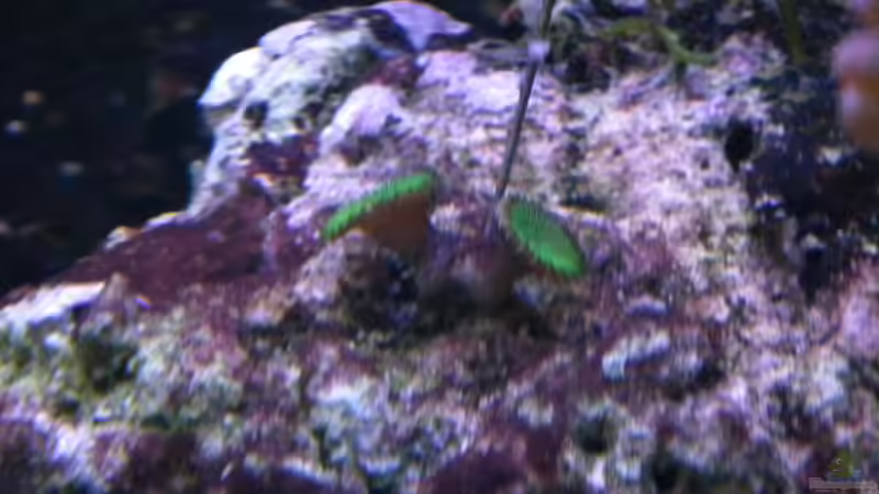 Pflanzen im Aquarium Meerwasser Es geht los!! von Peter Tippmar (37)