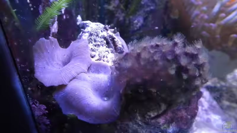 Pflanzen im Aquarium Meerwasser Es geht los!! von Peter Tippmar (40)