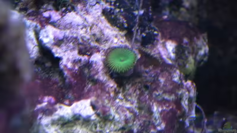 Pflanzen im Aquarium Meerwasser Es geht los!! von Peter Tippmar (41)