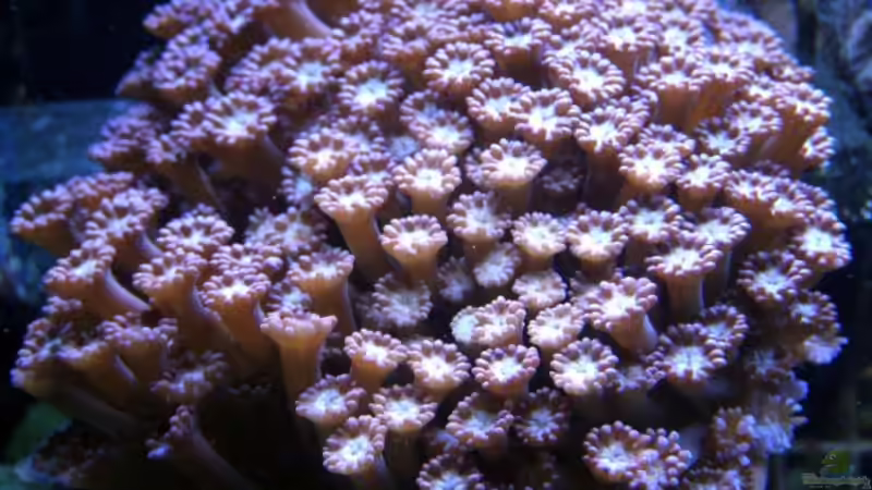 Pflanzen im Aquarium Meerwasser Geisler von René Geisler (11)