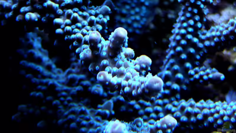 Pflanzen im Aquarium Meerwasser Geisler von René Geisler (16)