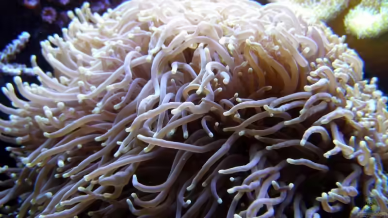 Pflanzen im Aquarium Meerwasser Geisler von René Geisler (9)