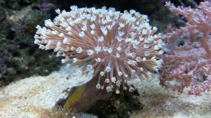 Pflanzen im Aquarium Meerwasser Nano Cube 60L Marinus von Steven Liebe (2)