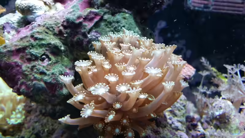 Pflanzen im Aquarium Meerwasser Nano Cube 60L Marinus von Steven Liebe (3)