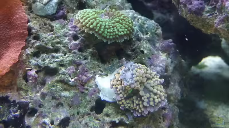 Pflanzen im Aquarium Meerwasser Nano Cube 60L Marinus von Steven Liebe (4)