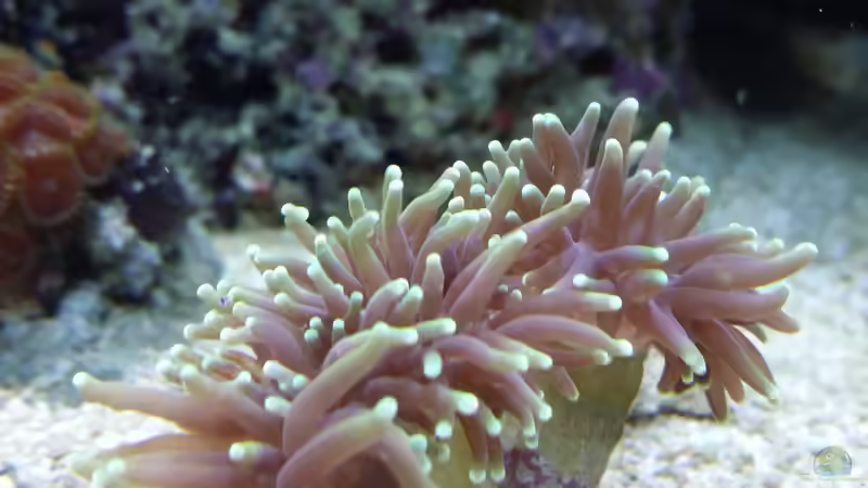 Pflanzen im Aquarium Meerwasser Nano Cube 60L Marinus von Steven Liebe (5)