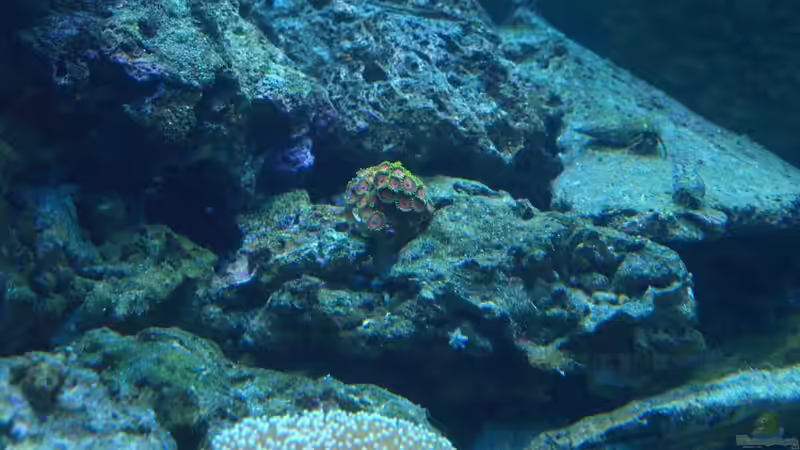 Pflanzen im Aquarium Meerwasser von mr.boomBASCHTIc (12)