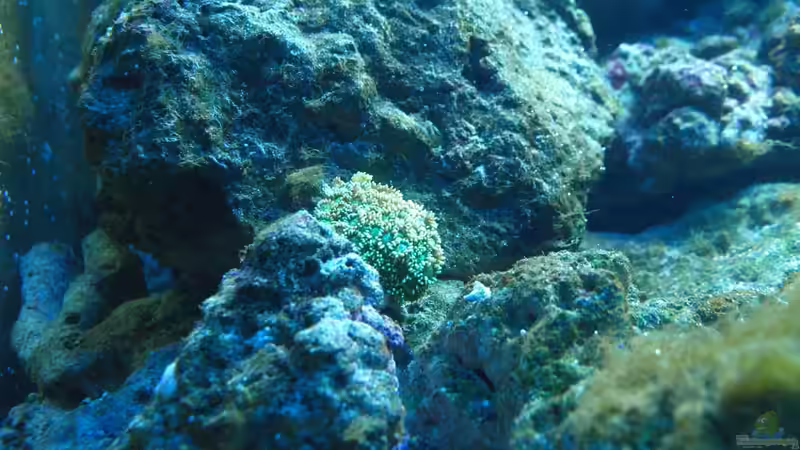 Pflanzen im Aquarium Meerwasser von mr.boomBASCHTIc (13)