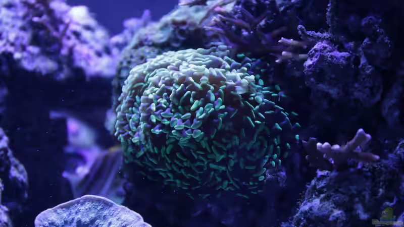 Pflanzen im Aquarium Meerwasseraquarium von Hippi013 (32)