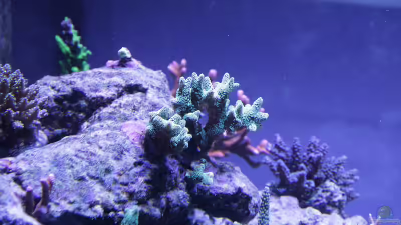 Pflanzen im Aquarium Meerwasseraquarium von Hippi013 (34)