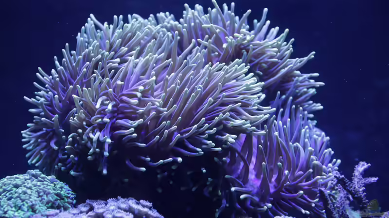 Pflanzen im Aquarium Meerwasseraquarium von Hippi013 (36)