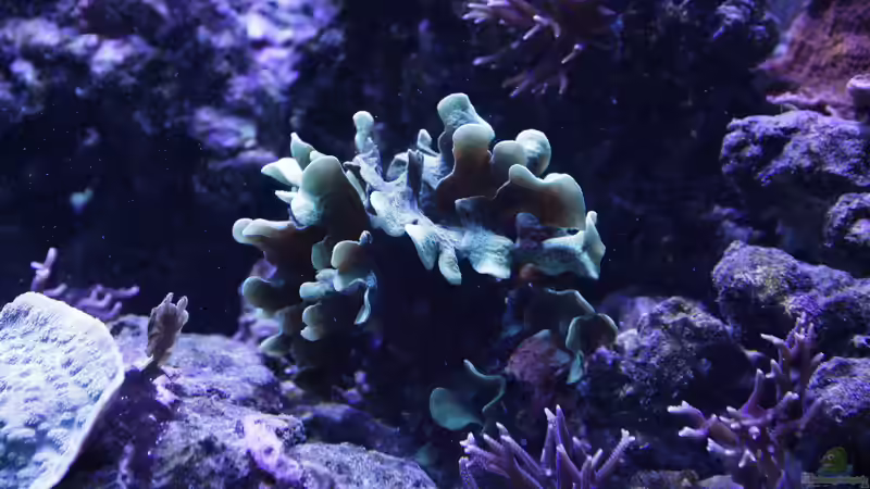 Pflanzen im Aquarium Meerwasseraquarium von Hippi013 (40)