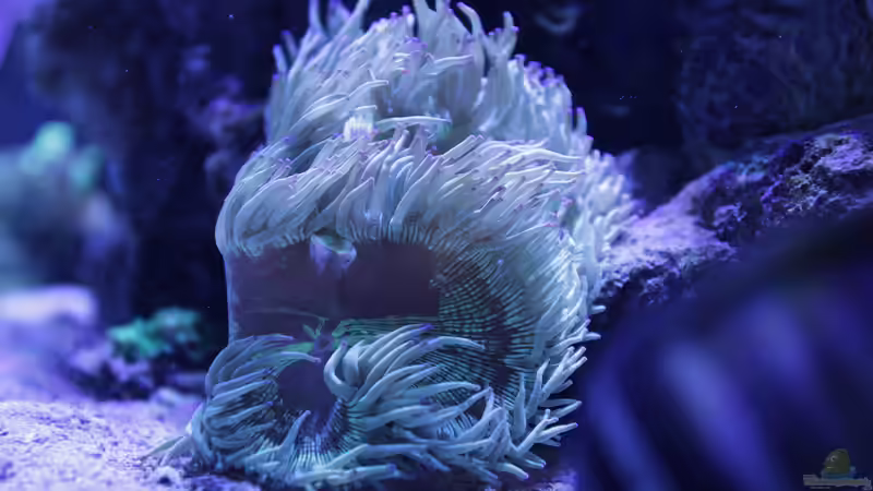 Pflanzen im Aquarium Meerwasseraquarium von Hippi013 (41)