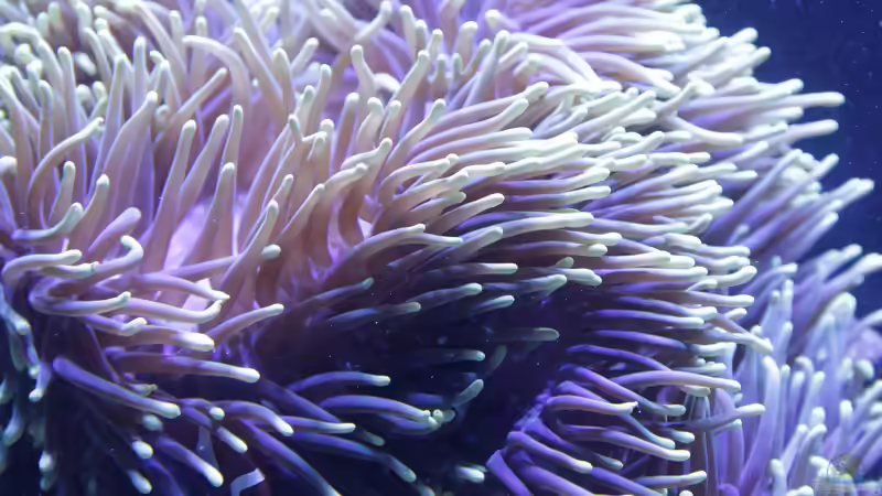 Pflanzen im Aquarium Meerwasseraquarium von Hippi013 (42)