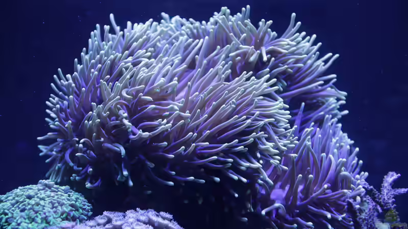 Pflanzen im Aquarium Meerwasseraquarium von Hippi013 (45)