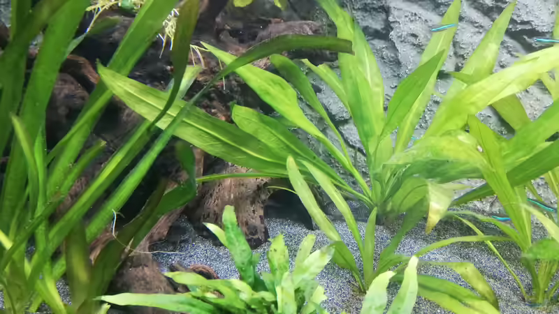 Pflanzen im Aquarium Mein 1.Aquarium von Sabrina_St (4)