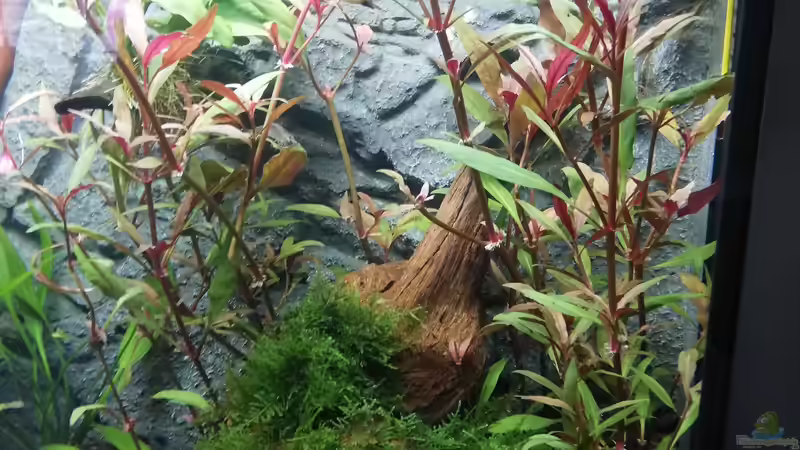 Pflanzen im Aquarium Mein 1.Aquarium von Sabrina_St (5)