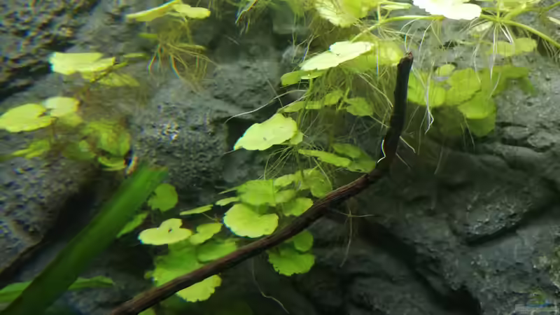 Pflanzen im Aquarium Mein 1.Aquarium von Sabrina_St (6)