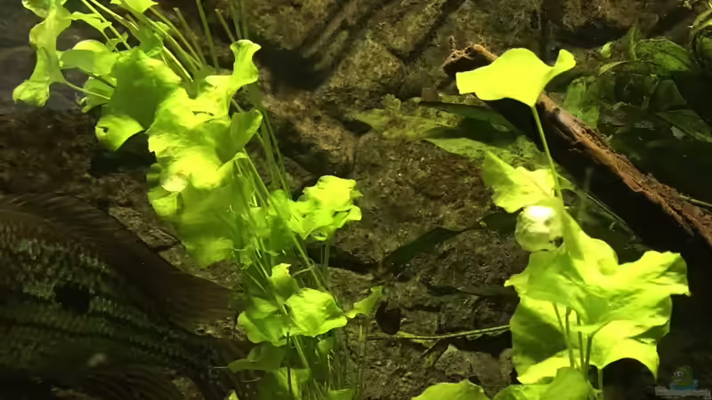 Pflanzen im Aquarium Mein 1050er von Stefan Heins (13)