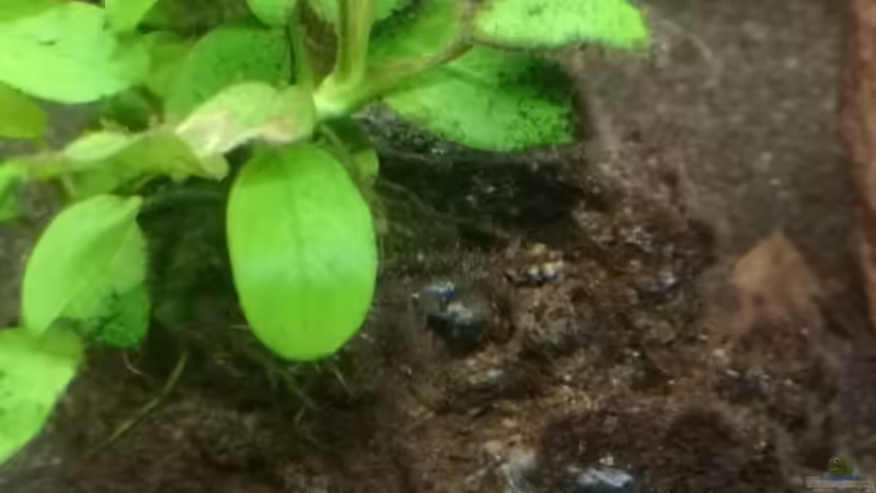 Pflanzen im Aquarium Mein 1050er von Stefan Heins (15)