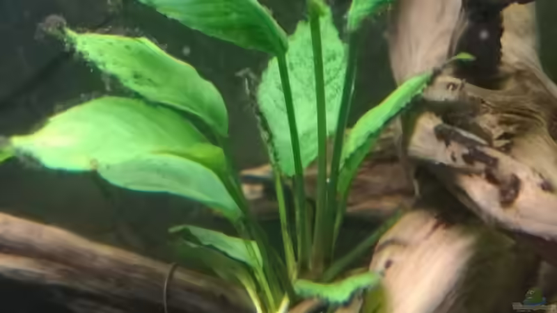 Pflanzen im Aquarium Mein 1050er von Stefan Heins (17)