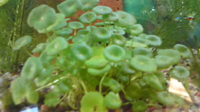 Pflanzen im Aquarium Mein 112 Liter Becken von Körbchen84 (2)