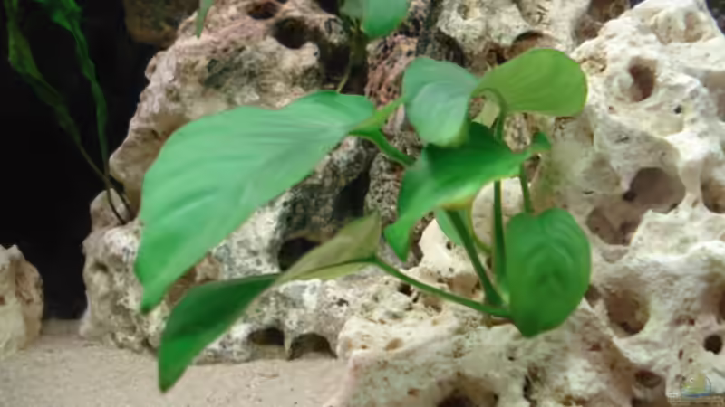 Pflanzen im Aquarium Mein 200l Hauptbecken von Lukas Szewczyk (5)