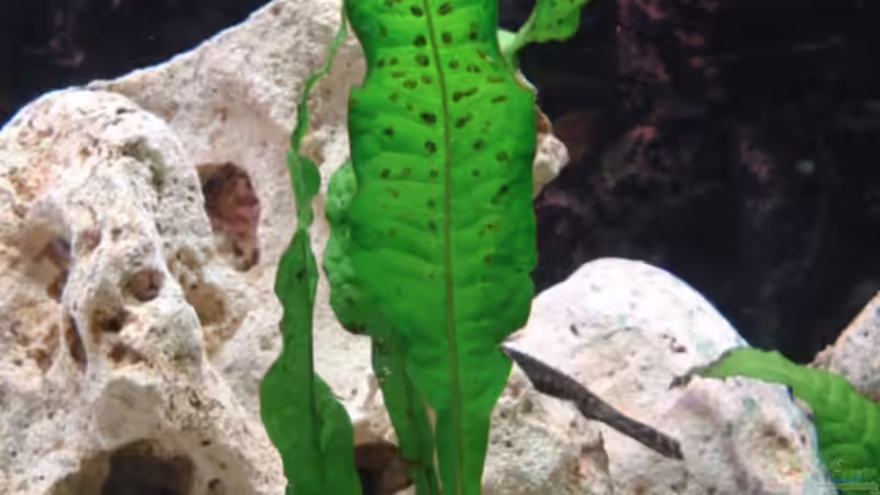 Pflanzen im Aquarium Mein 200l Hauptbecken von Lukas Szewczyk (6)