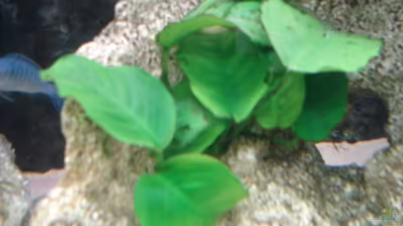 Pflanzen im Aquarium Mein 200l Hauptbecken von Lukas Szewczyk (9)