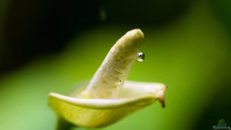 Pflanzen im Aquarium Mein 240er Gesellschaftsbecken von OttoKowalski (5)