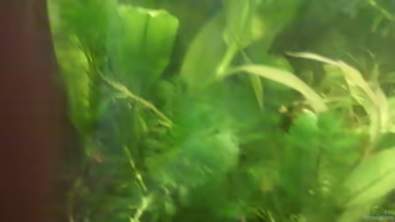 Pflanzen im Aquarium mein 54l Becken neu gemacht von Reinhold Berk (10)