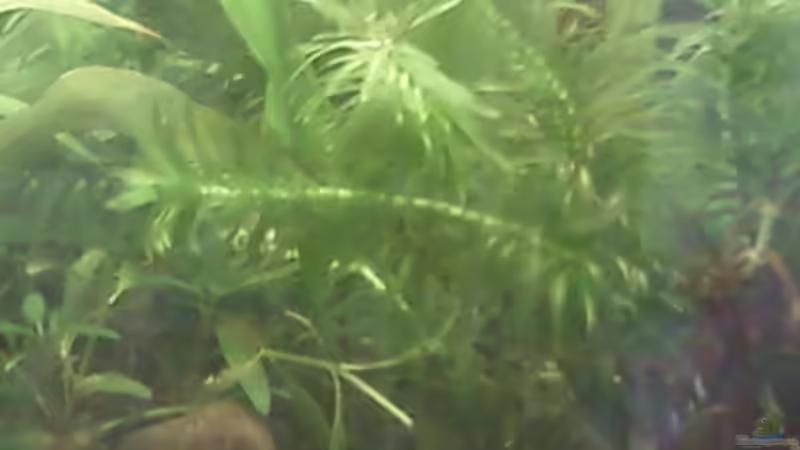 Pflanzen im Aquarium mein 54l Becken neu gemacht von Reinhold Berk (11)