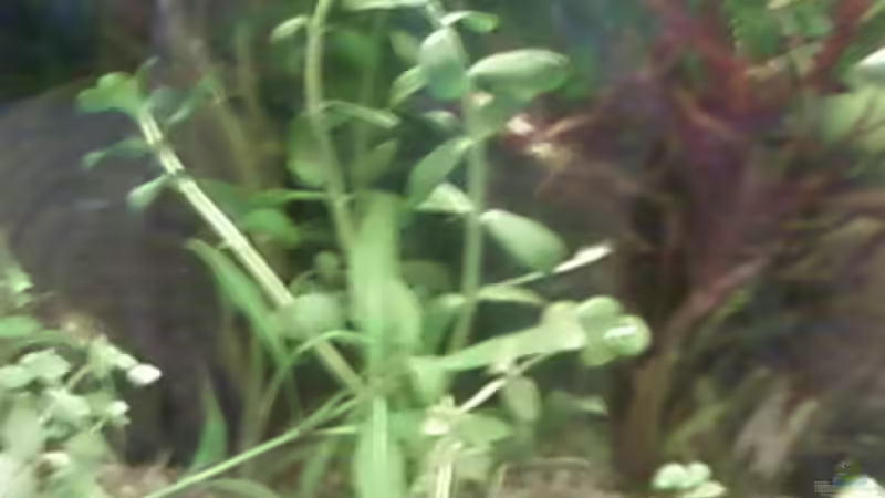 Pflanzen im Aquarium mein 54l Becken neu gemacht von Reinhold Berk (8)