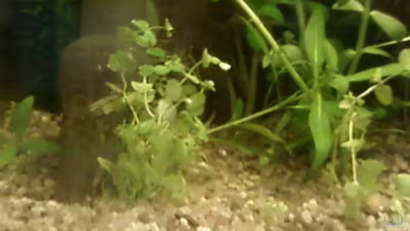 Pflanzen im Aquarium mein 54l Becken neu gemacht von Reinhold Berk (9)